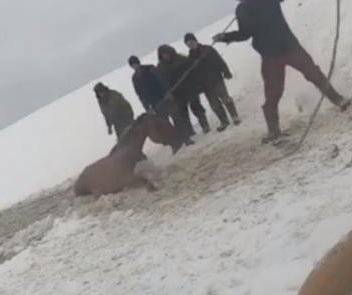 https://cdnph.upi.com/ph/st/th/5861581964545/2020/i/15819647084300/v1.2/Farmers-rescue-horses-that-fell-through-ice-on-frozen-pond.jpg