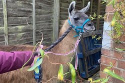 Police capture 'naughty' escaped llama in England