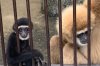 Japanese zoo solves mystery of isolated gibbon's pregnancy