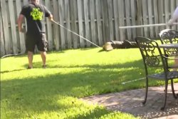 Florida couple spot alligator in back yard during breakfast