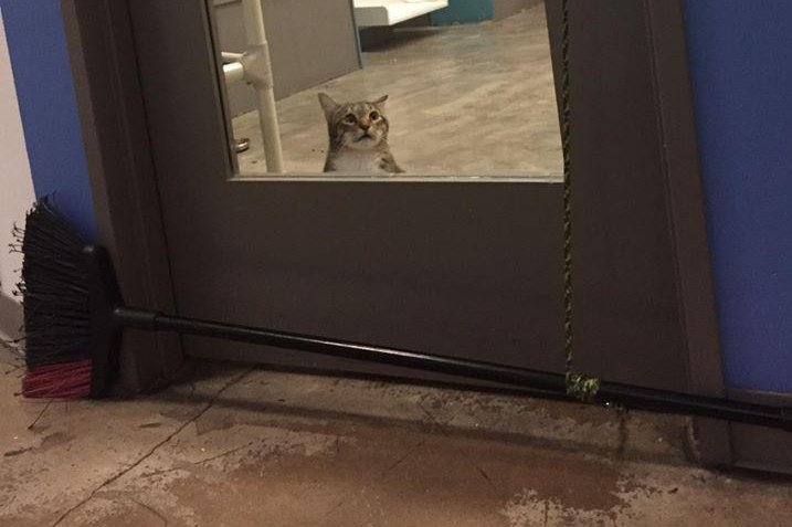 Escape artist shelter cat's door-opening skills go viral 