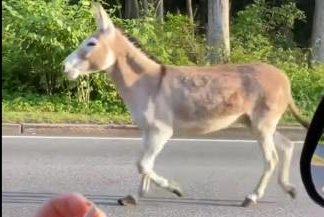Watch:-Donkey-captured-after-four-months-on-the-loose-in-Rhode-Island