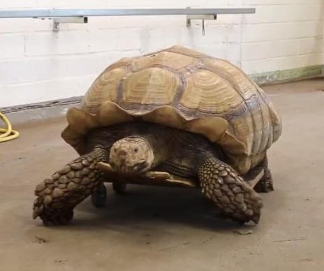 Tortoise with joint problems gets around on roller board at German zoo