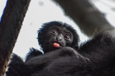 Virginia-zoo-holds-naming-auction-for-baby-siamang