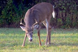 Deer breaks into Wisconsin home, gets trapped for three hours