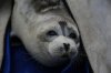 About 2,500 dead Caspian seals found on Russian coast