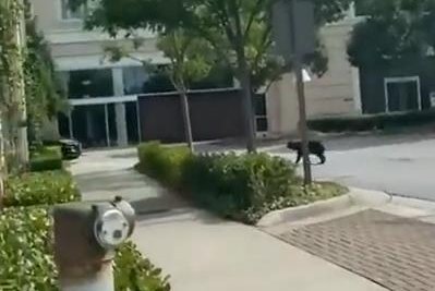 Watch:-Bear-visits-Georgia-mall,-tries-to-open-doors