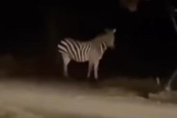 Louisiana neighbors surprised by wandering zebra