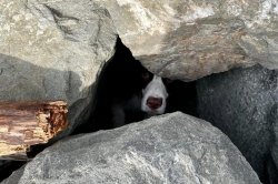 Dog rescued from under rock pile at San Francisco beach
