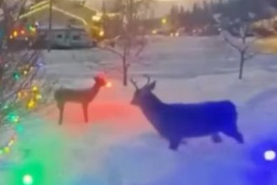 WATCH: Family’s Rudolph decoration repeatedly attacked by real deer