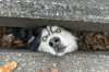 Husky rescued from Kentucky storm drain