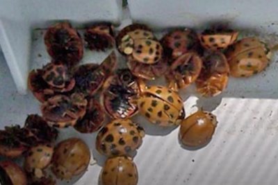 Asian-lady-beetles-invading-homes-in-Midwest-this-fall-due-to-warmer-temps