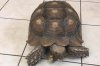 Tortoise escapes from Pennsylvania vet clinic for third time