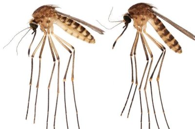 New species of mosquito is spreading in Florida