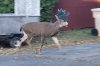 Wildlife officials rescue deer with antlers wrapped in Christmas lights