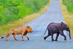Lost elephant escapes lions