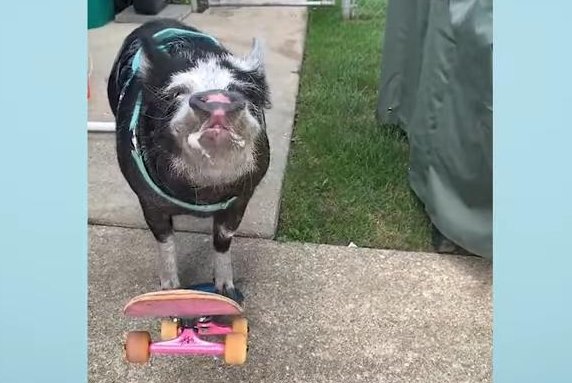 Regardez: Le cochon de compagnie de l’Illinois fait tourner les têtes avec des compétences en skateboard
