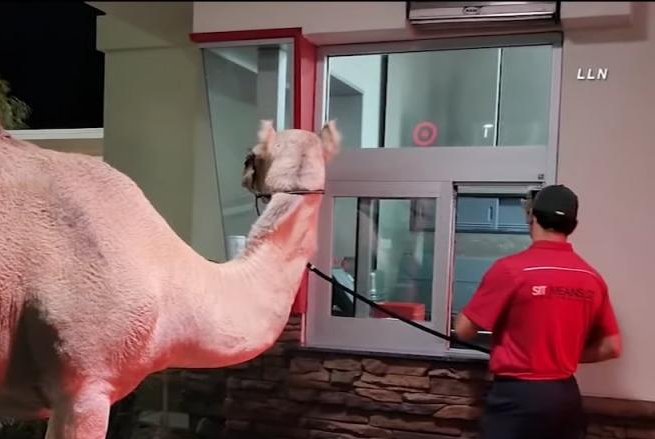 Watch: Camel takes the drive-through at In-N-Out Burger in Las Vegas -  UPI.com