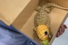 Bearded dragon rescued from 'SpongeBob' pineapple toy