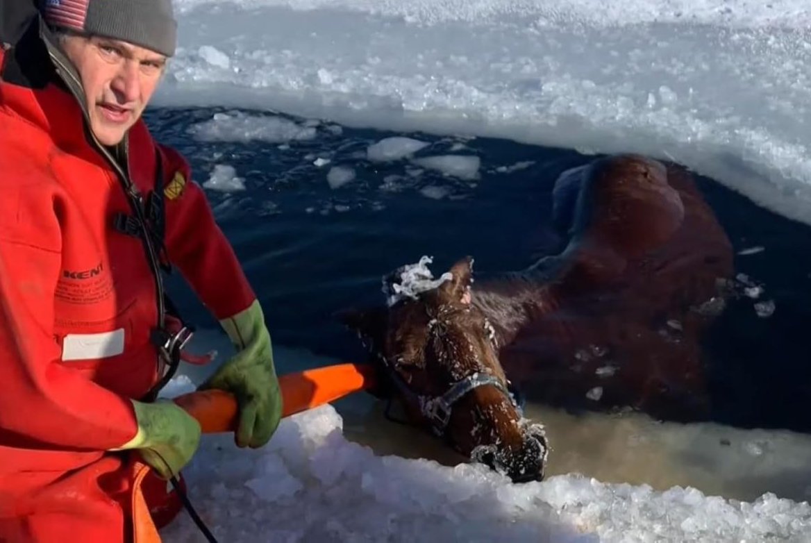 Watch: Residents rescue horse that fell through ice on Wisconsin lake -  UPI.com