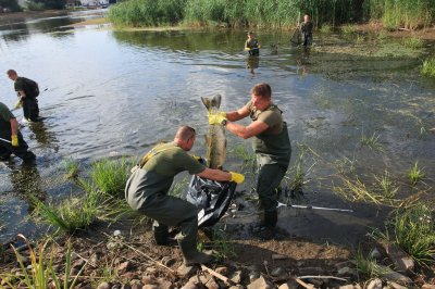 Poland investigating large fish die-off in river; officials removed