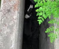 Muddy dog rescued from Texas storm drain