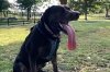 Louisiana dog earns world record with 5-inch tongue