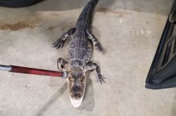 Alligator captured after two weeks on the loose in New Jersey