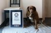 Guinness World Records revokes title for oldest dog ever