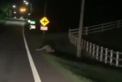 Police in Ohio searching for wallaby on the loose