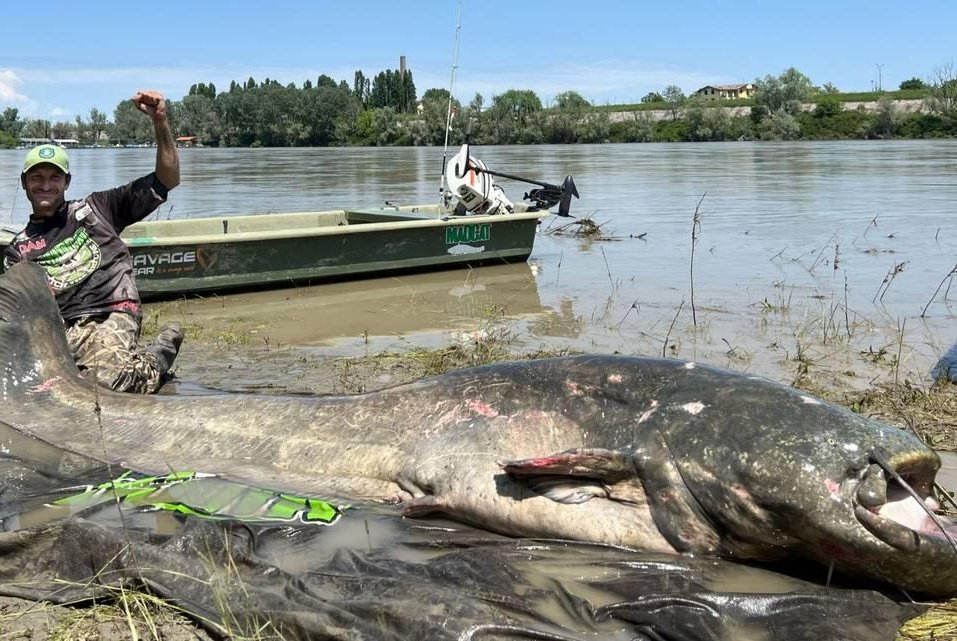 Look: Italian angler reels in catfish measuring more than 9 feet long – UPI.com