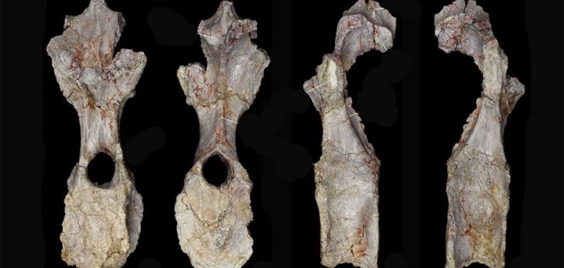 New species of stegosaur is oldest ever found - UPI.com
