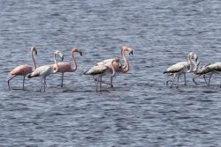 Flamingos visit Ohio, Kentucky, Texas in the wake of Idalia