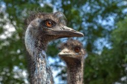 Four escaped emus on the loose in Danville