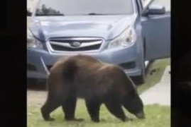 Bear gets trapped in Montana couple's car for nearly 8 hours