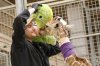 Nebraska zoo using stuffed frog toy to bottle-feed giraffe calf
