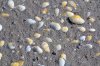 Contagious cancer travels hundreds of miles, infecting multiple clam species