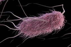 E. coli outbreak sickens dozens in Michigan, Ohio