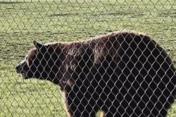 Bear wanders onto Utah middle school campus