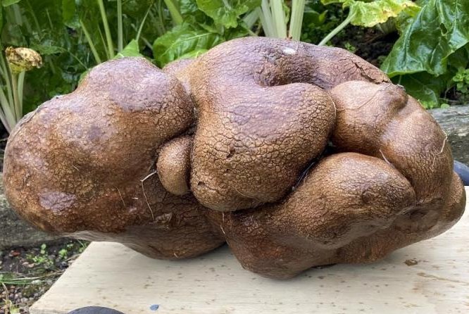 Possibly world&#39;s largest potato to receive DNA test in bid for Guinness  record - UPI.com
