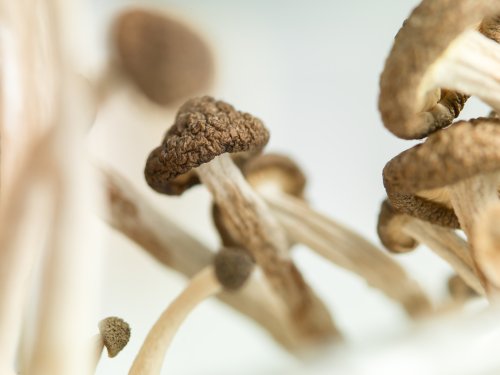Magic mushroom' drug psilocybin edges toward mainstream therapy - UPI.com