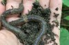Jumping worms, the evil twin of earthworms, showing up in California