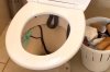 Reptile wrangler removes snake from toilet at Australian home
