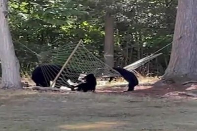 Watch: Bear cubs struggle to climb into backyard hammock in Connecticut thumbnail