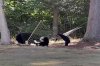 Bear cubs struggle to climb into backyard hammock in Connecticut