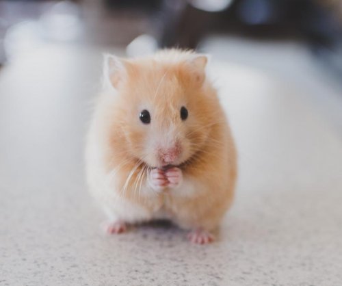 Hong Kong experts defend decision to euthanize hamsters, other animals with COVID-19