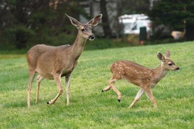 Early COVID-19 variants remain in deer populations