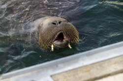Freya the walrus euthanized to protect crowds in Norway's Oslo Fjord