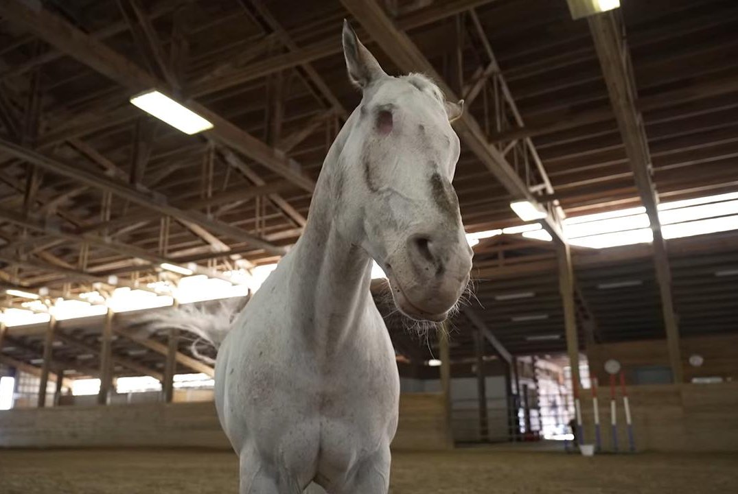 Watch: Blind horse breaks three Guinness World Records in Oregon - UPI.com