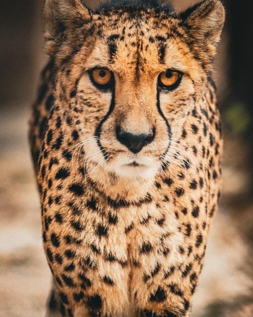 Cheetah briefly escapes enclosure at Omaha zoo 